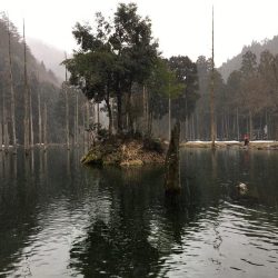 朽木渓流魚センタールアーフィールド